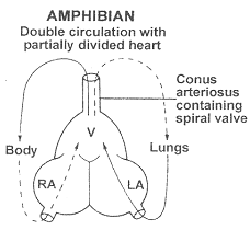 73_amphibian heart.png